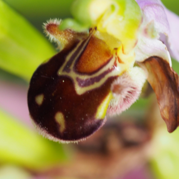 Ophrys apifera